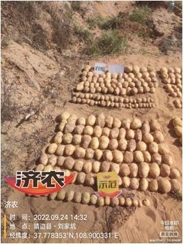 The effect of using Jinnong Letu for potatoes in northern Shaanxi(图1)