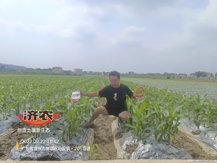 广东甜玉米使用济农乐土灌根的效果(图1)
