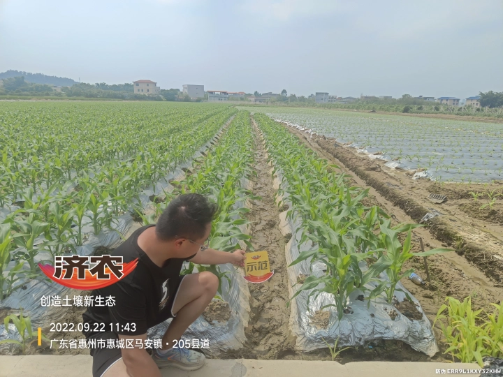 广东甜玉米使用济农乐土灌根的效果(图2)