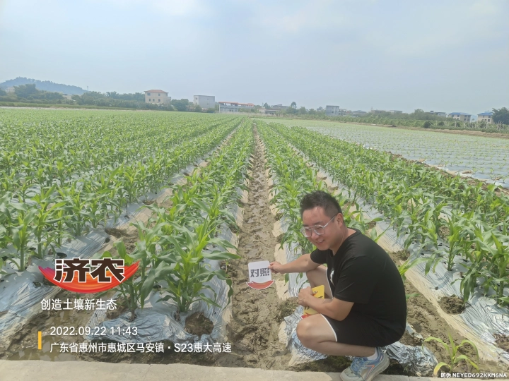 广东甜玉米使用济农乐土灌根的效果(图3)