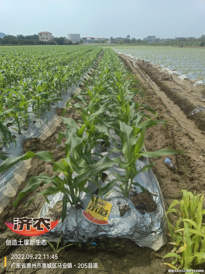 广东甜玉米使用济农乐土灌根的效果(图4)