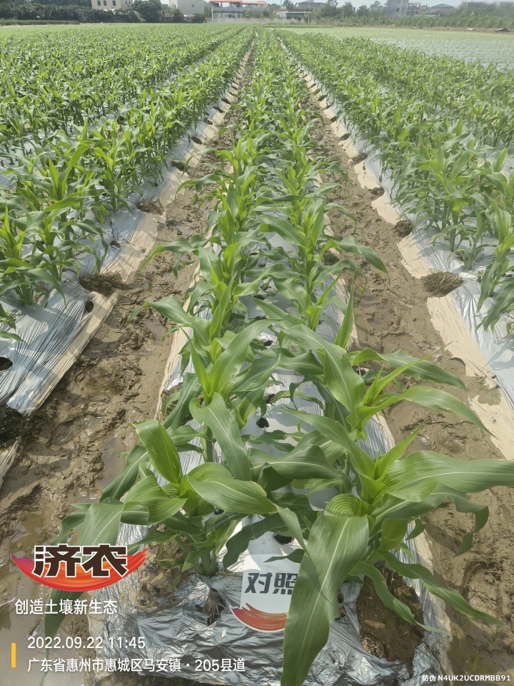 广东甜玉米使用济农乐土灌根的效果(图5)