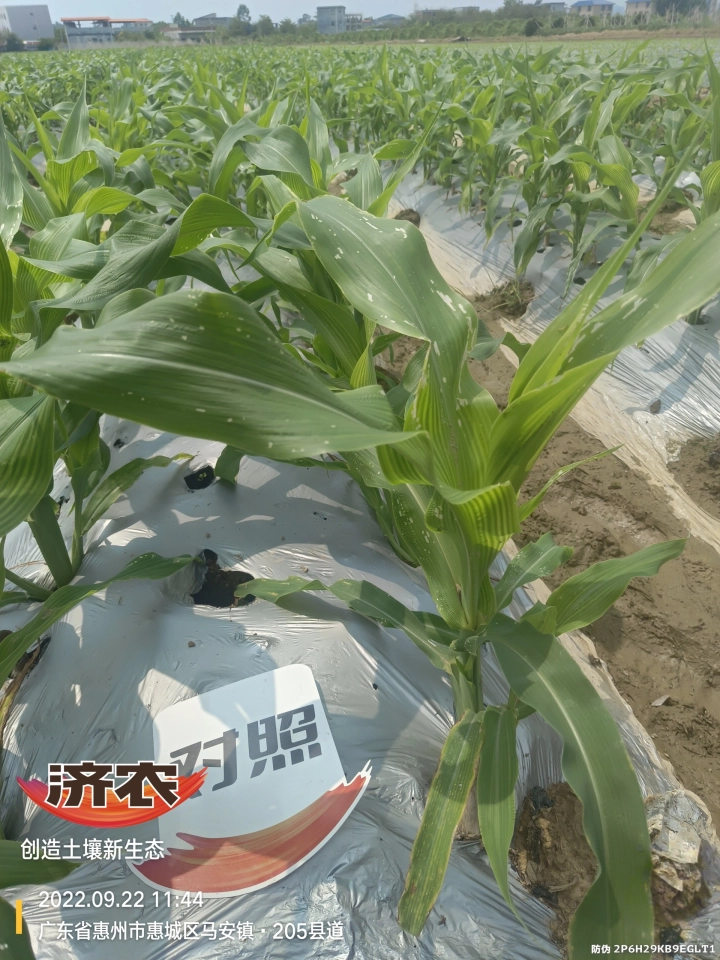 The effect of using Jinongle soil to irrigate the roots of Guangdong sweet corn(图7)