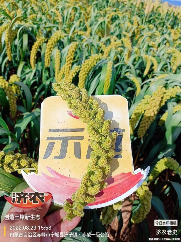 The effect of using Jinongle soil mixed with base fertilizer in Inner Mongolia mountainous foxtail millet(图5)