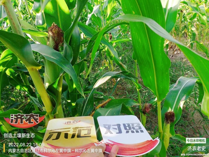 The Effect of Using Jinong Letu for Corn in Inner Mongolia 2(图4)