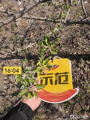 The Effect of Using Jinong Letu to Apply Bottom Fertilizer Without Ditching for Apple in Yantai 1(图1)