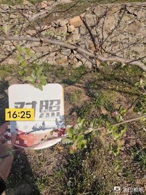 The Effect of Using Jinong Letu to Apply Bottom Fertilizer Without Ditching for Apple in Yantai 1(图4)