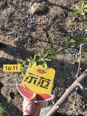 The Effect of Using Jinong Letu to Apply Bottom Fertilizer Without Ditching for Apple in Yantai 1(图3)
