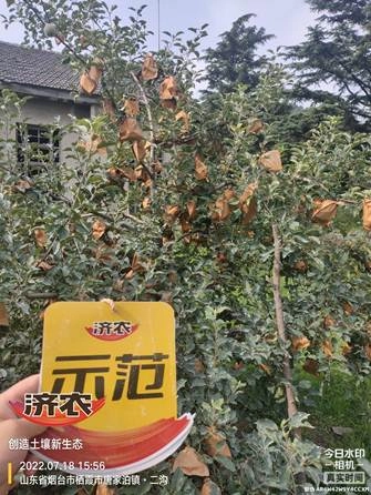 The Effect of Using Jinong Letu to Apply Bottom Fertilizer Without Ditching for Apple in Yantai 1(图5)