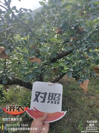 烟台苹果使用济农乐土不开沟施底肥的效果1(图6)