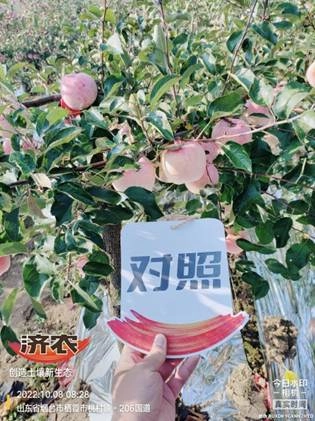 烟台苹果使用济农乐土浇灌的效果1(图3)