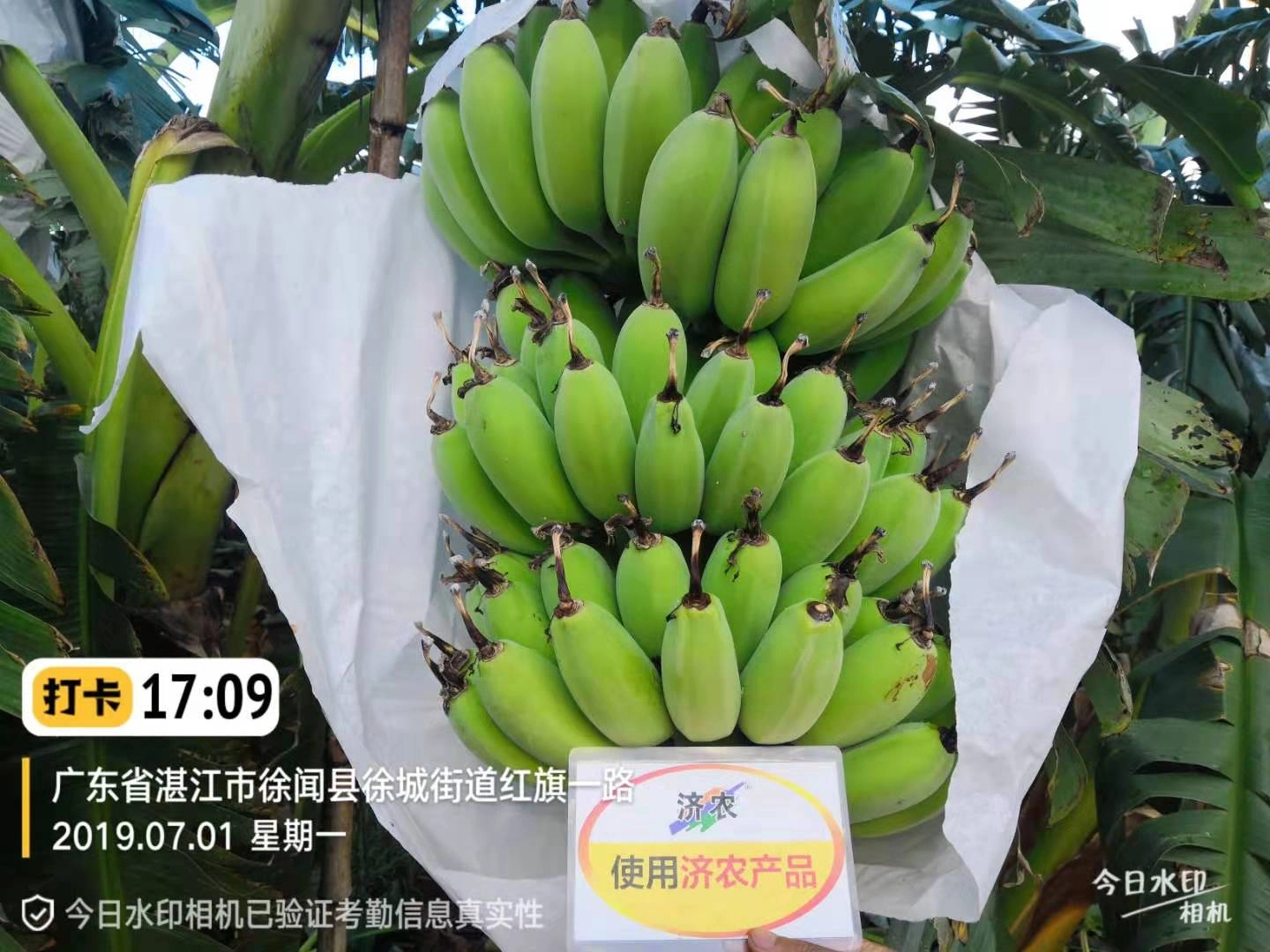 广东香蕉使用济农乐土后的效果(图1)