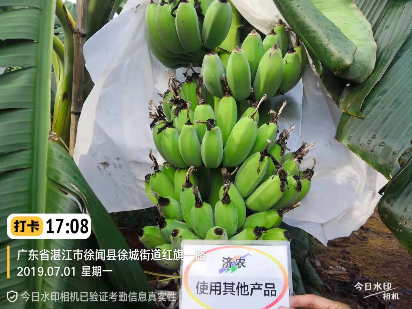 广东香蕉使用济农乐土后的效果(图2)