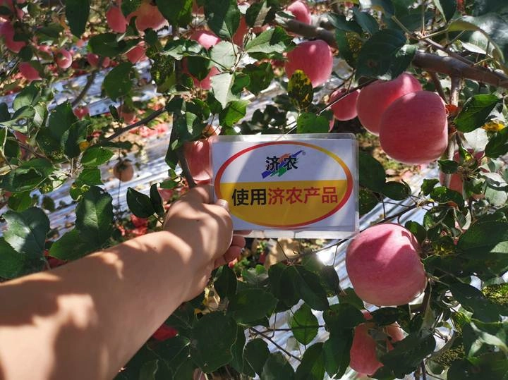 陕西苹果使用济农乐土+济农黑旋风高氮型的效果(图3)