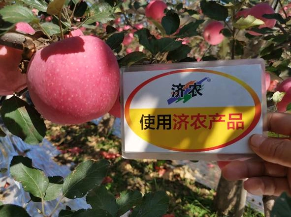 陕西苹果使用济农乐土+济农黑旋风高氮型的效果(图5)