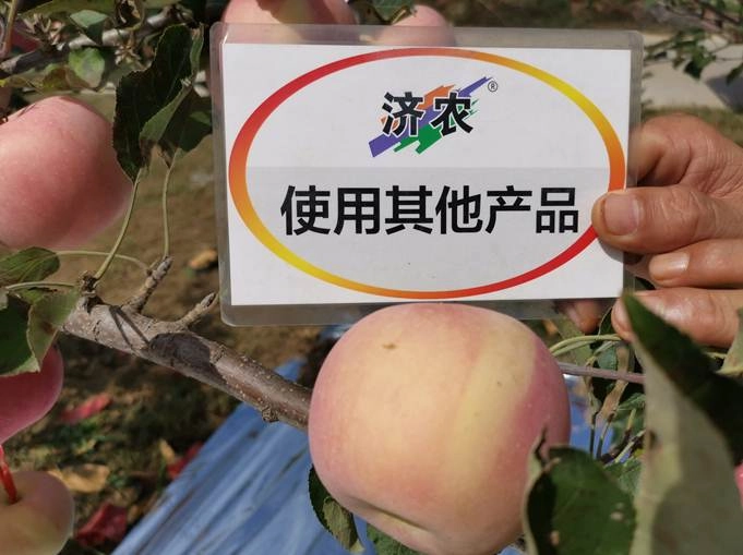 陕西苹果使用济农乐土+济农黑旋风高氮型的效果(图6)