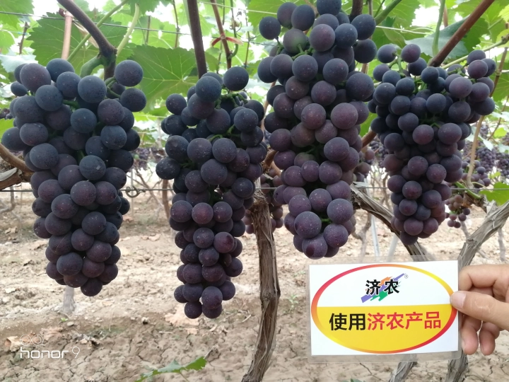 户县葡萄使用济农乐土的效果(图6)