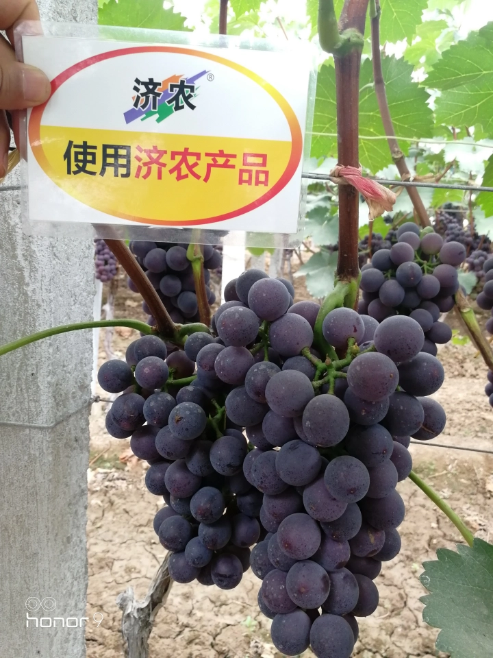 户县葡萄使用济农乐土的效果(图8)