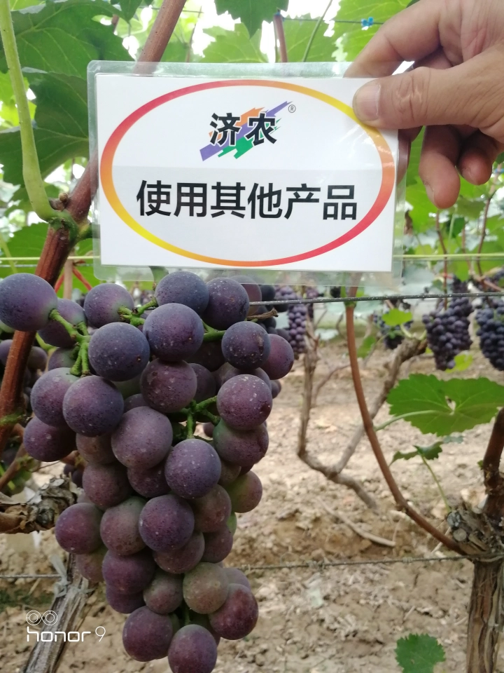户县葡萄使用济农乐土的效果(图9)