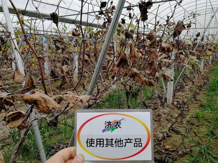 户县葡萄使用济农乐土的效果(图11)
