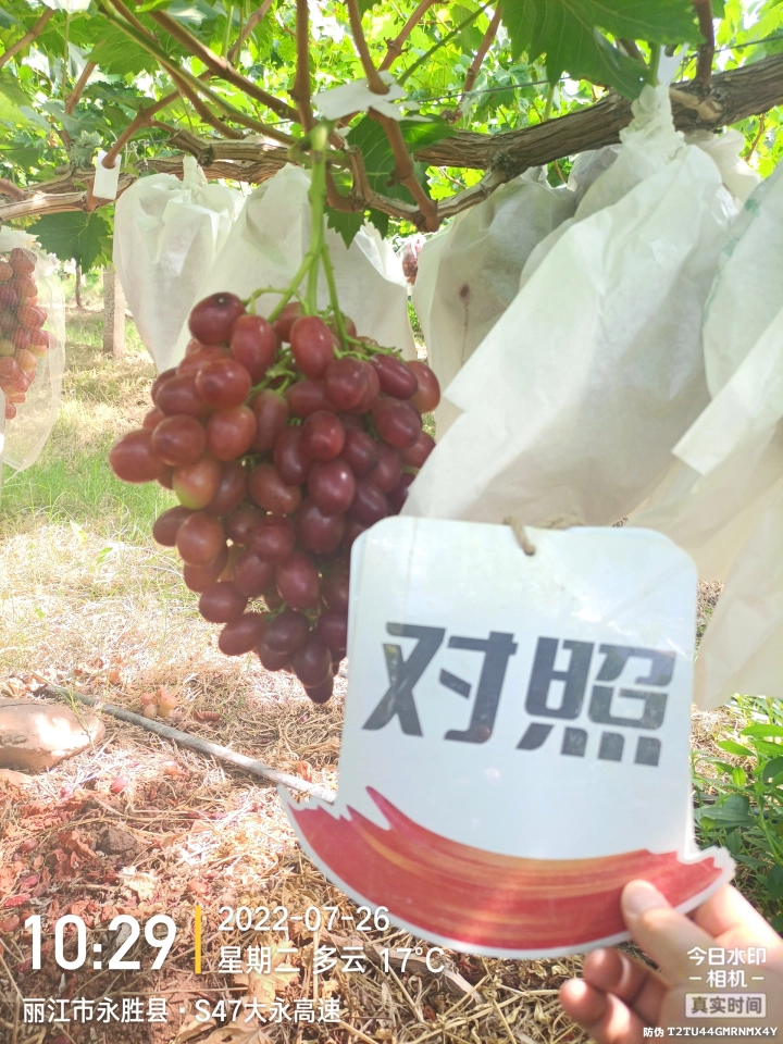 The effect of using Jinong Letu and Jinong Crown Irrigation on Yunnan grapes(图4)