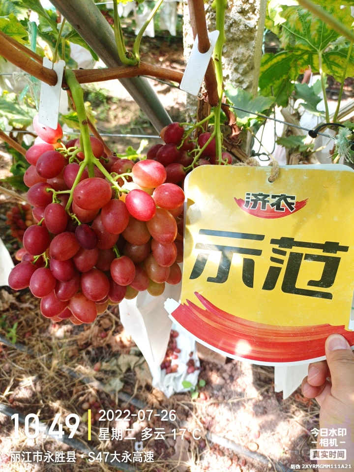 The effect of using Jinong Letu and Jinong Crown Irrigation on Yunnan grapes(图3)