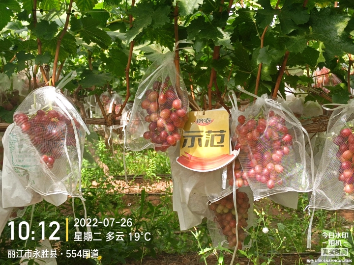 The effect of using Jinong Letu and Jinong Crown Irrigation on Yunnan grapes(图1)