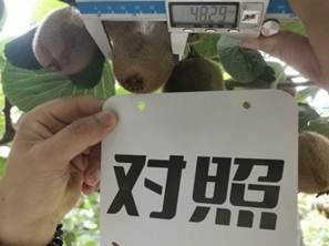 眉县猕猴桃使用济农乐土效果1(图6)