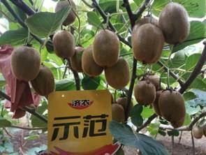 The Effect of Using Kiwifruit in Meixian County to Promote Agriculture and Enjoy the Land 1(图3)