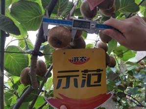 The Effect of Using Kiwifruit in Meixian County to Promote Agriculture and Enjoy the Land 1(图5)