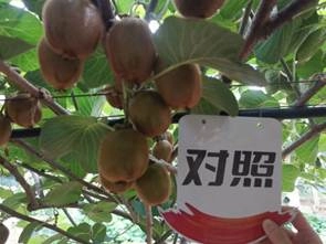 The Effect of Using Kiwifruit in Meixian County to Promote Agriculture and Enjoy the Land 1(图4)