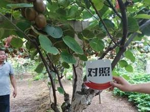 The Effect of Using Kiwifruit in Meixian County to Promote Agriculture and Enjoy the Land 1(图8)