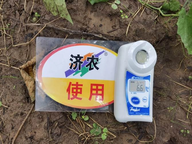The Effect of Using Jinong Letu for Kiwifruit in Meixian County(图3)