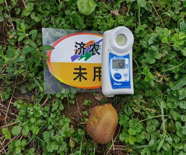 The Effect of Using Jinong Letu for Kiwifruit in Meixian County(图4)