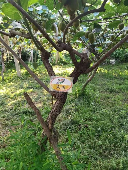 The Effect of Using Jinong Letu for Kiwifruit in Meixian County(图6)