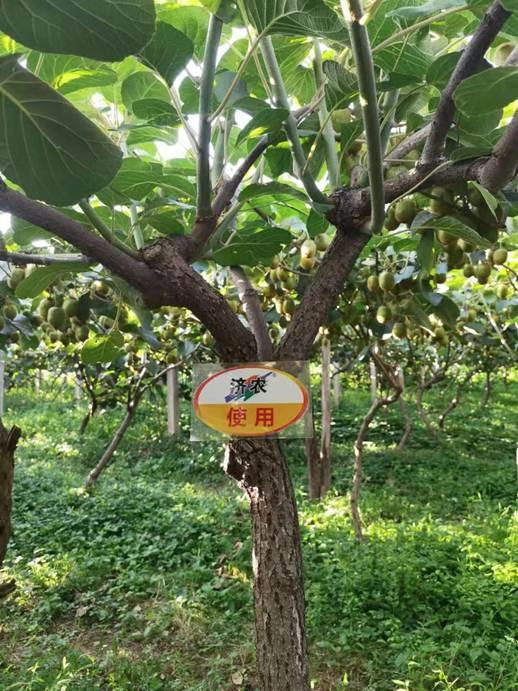 The Effect of Using Jinong Letu for Kiwifruit in Meixian County(图5)