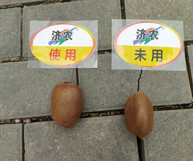 The Effect of Using Jinong Letu for Kiwifruit in Meixian County(图1)