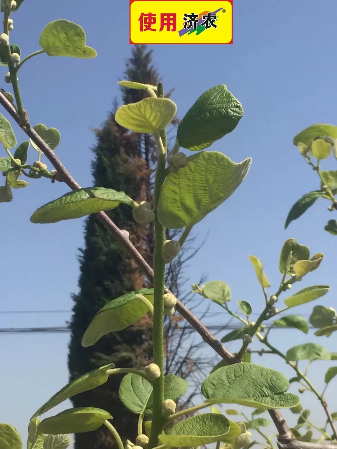 周至猕猴桃使用济农乐土+济农根翘抗冻的效果(图4)