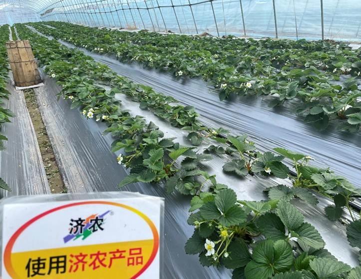 浙江草莓使用济农乐土花芽分化的结果(图3)