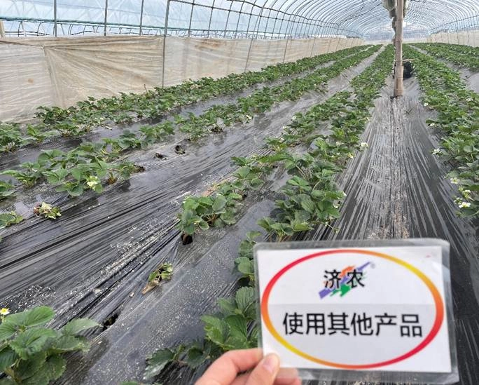 浙江草莓使用济农乐土花芽分化的结果(图4)