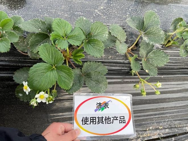 浙江草莓使用济农乐土花芽分化的结果(图6)