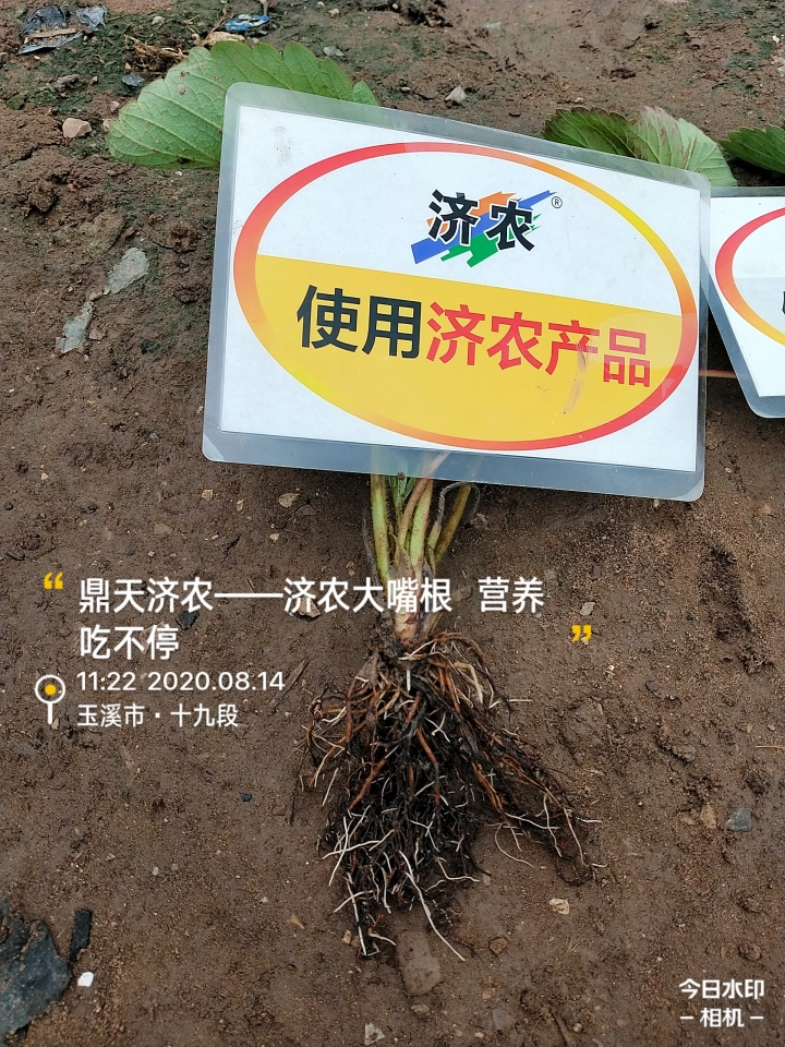 云南草莓使用济农大嘴根生根的效果(图2)