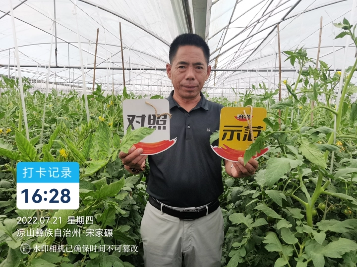 The Effect of Sichuan Tomatoes Using Jinong Letu(图1)