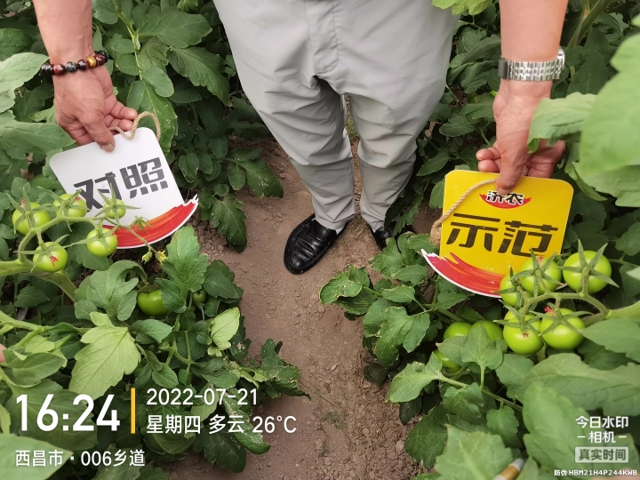 The Effect of Sichuan Tomatoes Using Jinong Letu(图2)