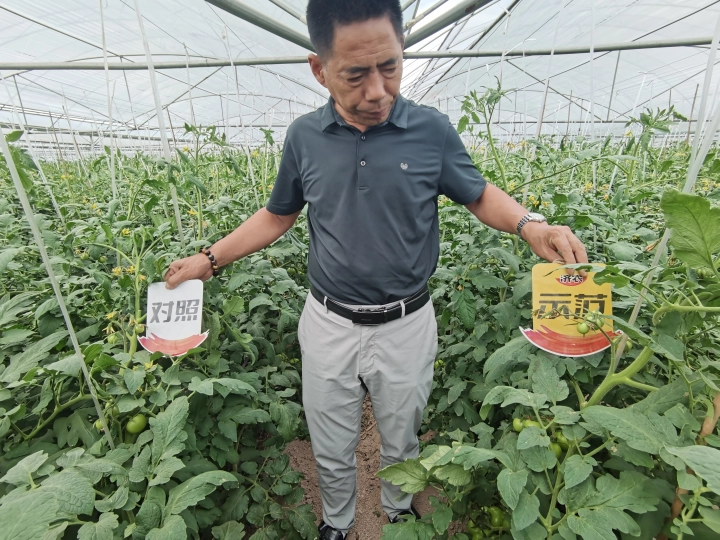 The Effect of Sichuan Tomatoes Using Jinong Letu(图3)