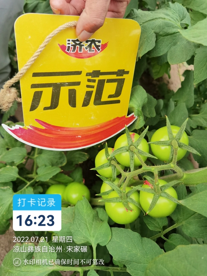四川番茄使用济农乐土的效果(图4)