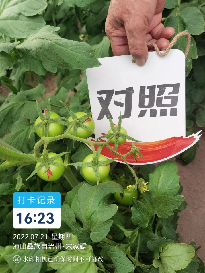 四川番茄使用济农乐土的效果(图5)