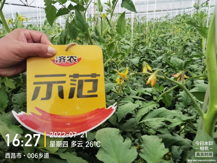 The Effect of Sichuan Tomatoes Using Jinong Letu(图6)