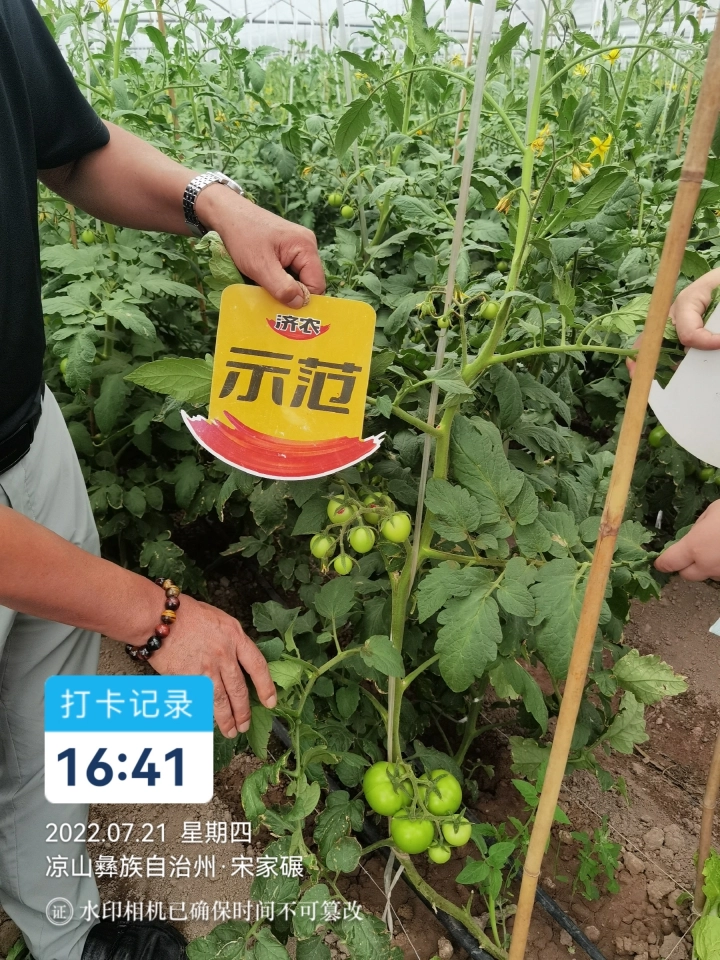 四川番茄使用济农乐土的效果(图8)