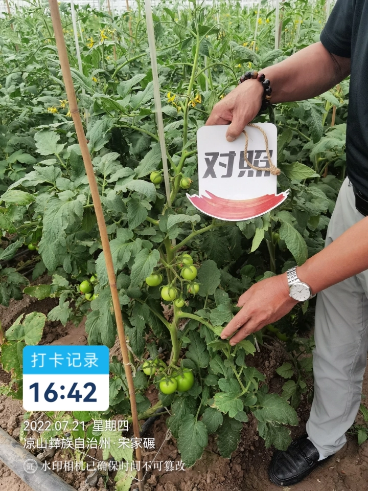 The Effect of Sichuan Tomatoes Using Jinong Letu(图9)